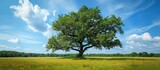 A majestic tree stands tall in the center of a vast grassland, surrounded by the beauty of nature. The sky above is dotted with fluffy cumulus clouds.