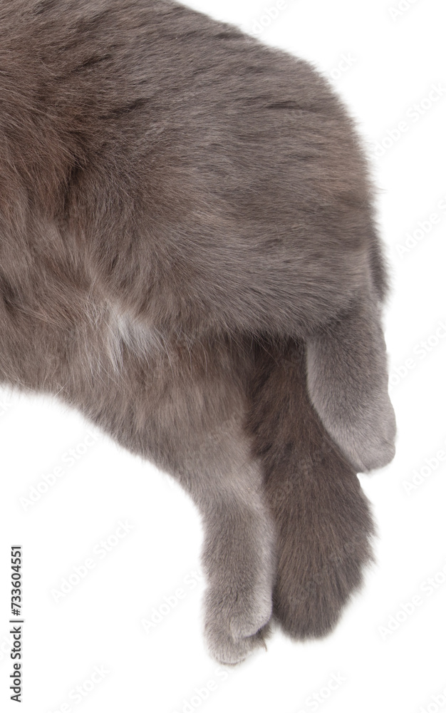 Obraz premium Gray cat paws isolated white background