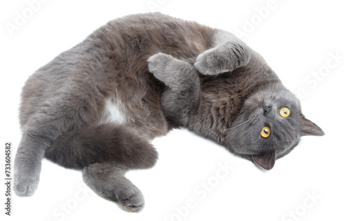 Gray cat lies on a white background © schankz