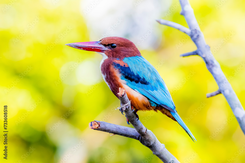 The White-throated Kingfisher in nature
