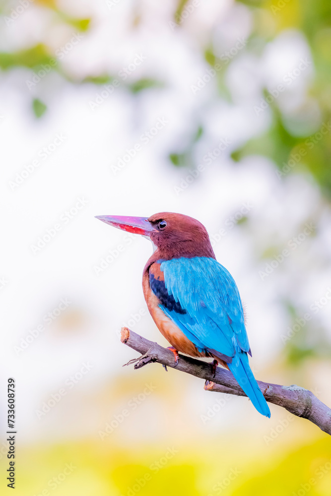 The White-throated Kingfisher in nature The White-throated Kingfisher in nature