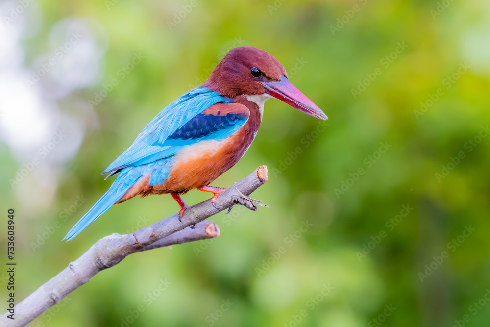 The White-throated Kingfisher in nature The White-throated Kingfisher in nature
