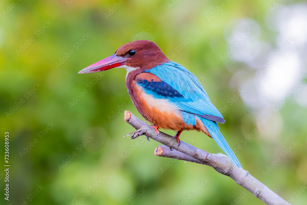 Fototapeta premium The White-throated Kingfisher in nature