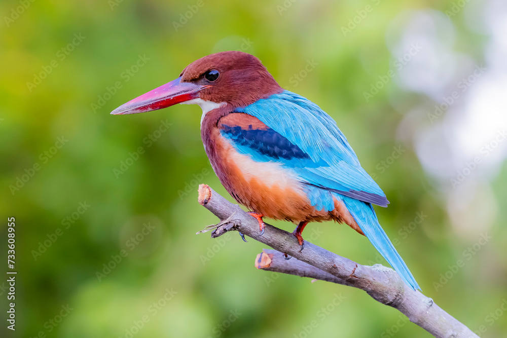 Fototapeta premium The White-throated Kingfisher in nature