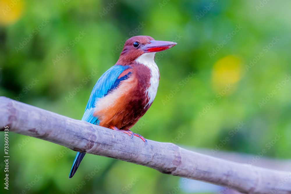 The White-throated Kingfisher in nature The White-throated Kingfisher in nature