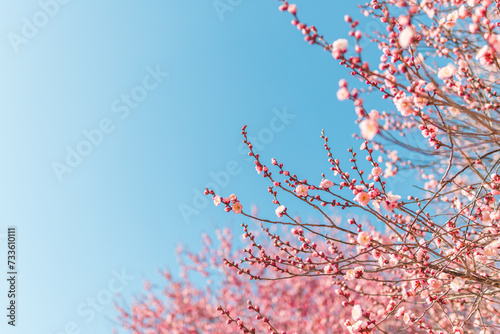 青空とピンクの梅の花