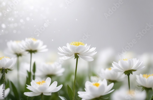 White chamomile on blur bokeh background, defocused space for text placement. Horizontal panoramic banner. Summer blossoming delicate peonies frame, flowers festive floral card, selective focus, toned