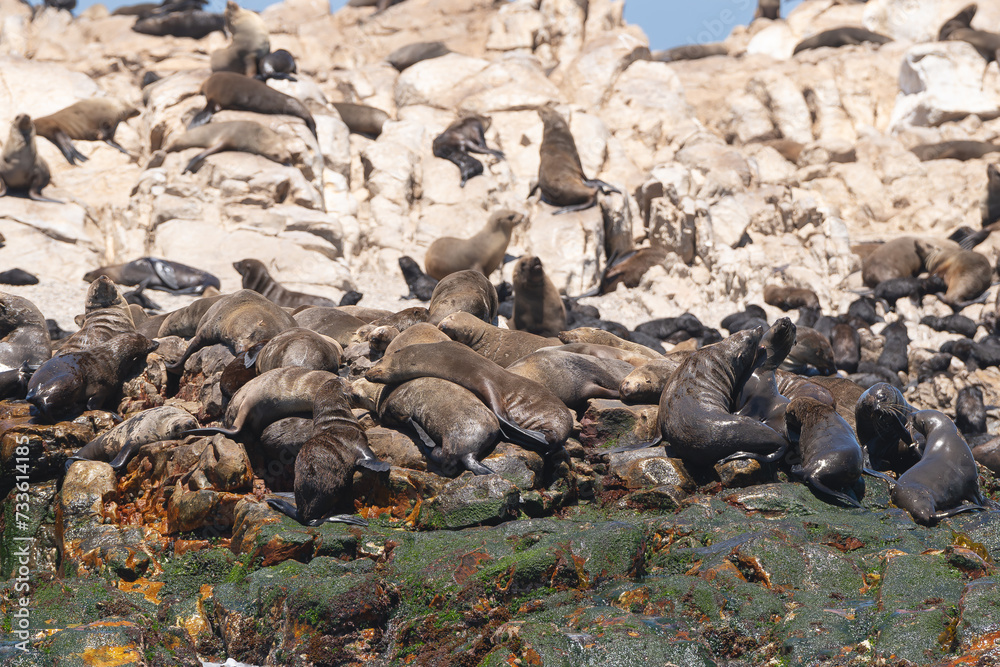 Obraz premium Cape fur seal, brown fur seal - Arctocephalus pusillus colony Photo from Dyer Island Nature Reserve.