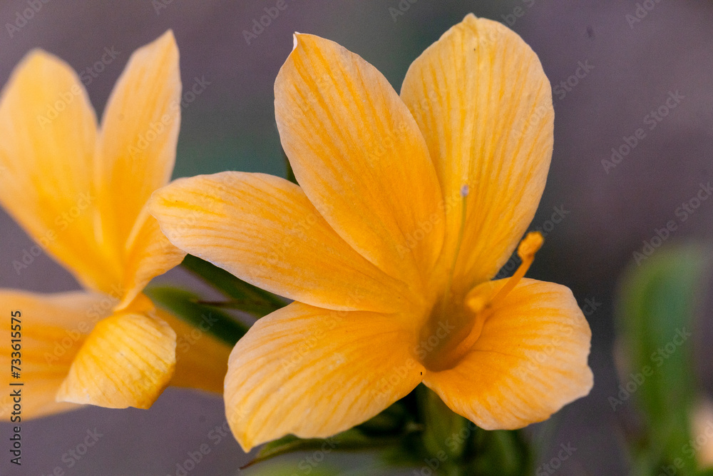 Fototapeta premium yellow flowers in the garden