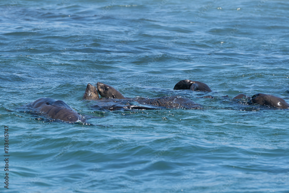 Fototapeta premium Cape fur seal, brown fur seal - Arctocephalus pusillus swimming in blue sea water. Photo from Dyer Island Nature Reserve.