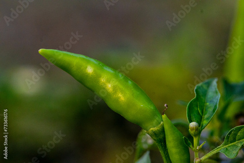 green chili peppers on chili tree branch