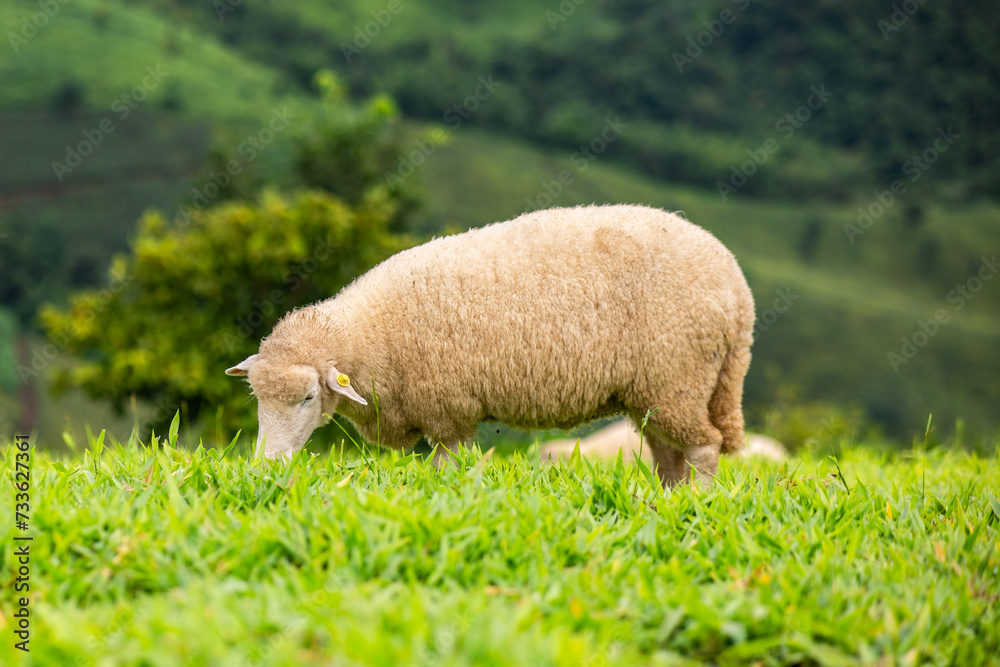 Flock of sheep grazing on the mountain The background is a natural landscape. Mountains and fog in the rainy season of Thailand. Flock of sheep grazing on the mountain The background is a natural landscape. Mountains and fog in the rainy season of Thailand.