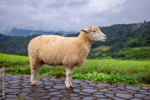 Flock of sheep grazing on the mountain The background is a natural landscape. Mountains and fog in the rainy season of Thailand.