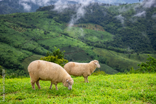 Flock of sheep grazing on the mountain The background is a natural landscape. Mountains and fog in the rainy season of Thailand.