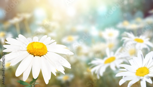 Wild flowers of chamomile in a meadow on sunny nature spring background. Summer scene with camomile flower in rays of sunlight. Close-up or macro
