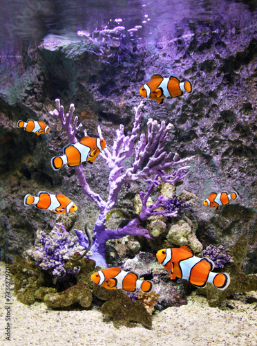 Sea corals and clownfish in marine aquarium. Vertical banner with seven tropical fish and big coral