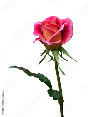 Isolated pink rose flower on white background with cliping path