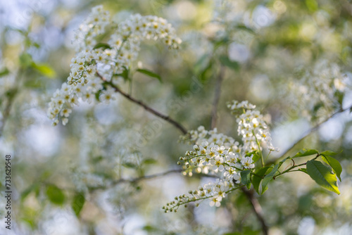 Prunus padus, known as bird cherry, hackberry, hagberry, or Mayday tree, is a flowering plant in the Rosaceae family. bird cherry flowers, macro, selective focus. photo