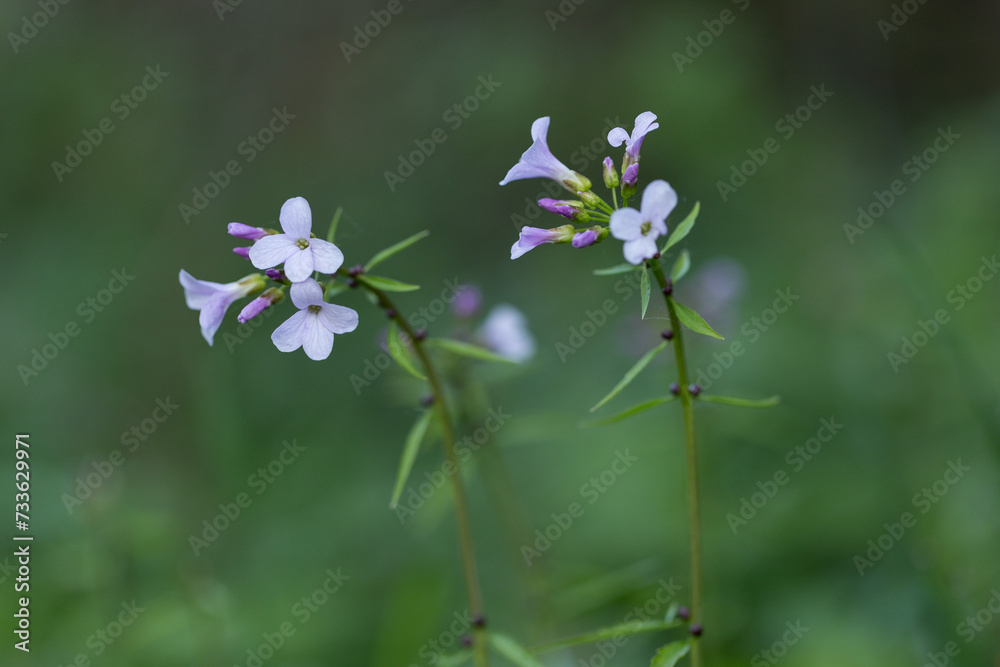 Cardamine bulbifera, known as coralroot bittercress or coral root, is a flowering plant in the Brassicaceae family. Cardamine bulbifera in bloom in a natural ecosystem. Cardamine bulbifera, known as coralroot bittercress or coral root, is a flowering plant in the Brassicaceae family. Cardamine bulbifera in bloom in a natural ecosystem.