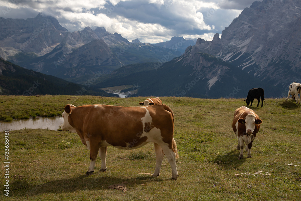 Cos in the Dolomites, grazing on beautiful green meadow. Scenery from Tre Cime.