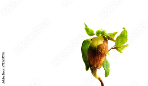 Canvas-taulu The banner of a young sprout is isolated on a white background with space for text