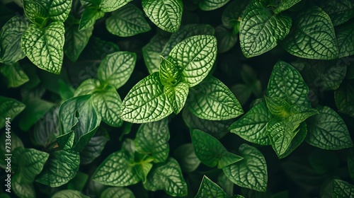 A close-up view of a plant featuring vibrant green leaves. This image can be used to add a touch of nature and freshness to any design or project