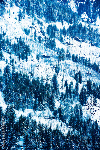 Pine forest during winter in Himachal Pradesh