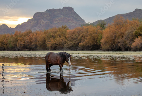 Dark sorrel wild horse stallion reflecting in the Salt River near Mesa Arizona United States