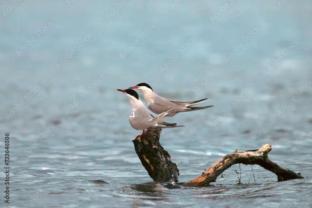 Common terns in their natural habitat Danube Delta Common terns in their natural habitat Danube Delta