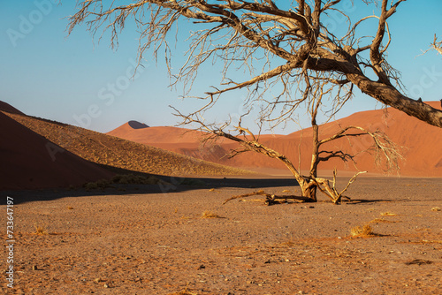 Fototapeta Naklejka Na Ścianę i Meble -  bare trees in dunes