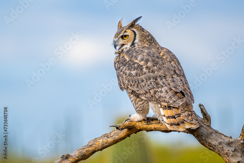 A Great Horned Owl in Tucson, Arizona