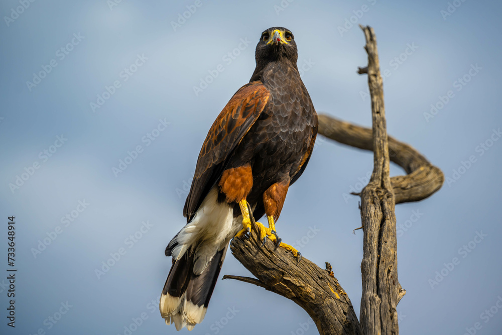 A dark brown Harris Hawk in Tucson, Arizona A dark brown Harris Hawk in Tucson, Arizona