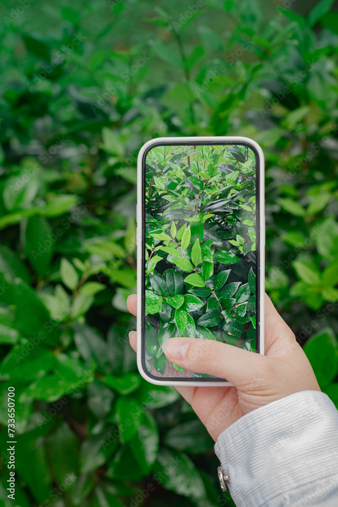Taking pictures green leaves with mobile smart phone in the nature background, hand using phone taking photo, identifying plants from photos, Earth Day background Taking pictures green leaves with mobile smart phone in the nature background, hand using phone taking photo, identifying plants from photos, Earth Day background