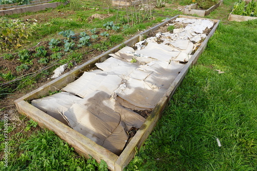 raised wooden vegetable garden filled with the lasagna method, with a layer of cardboard.