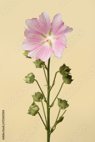 Inflorescence of pink mallow flowers isolated on beige background.