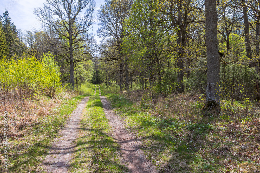 Obraz premium Dirt road in a sunny forest at spring