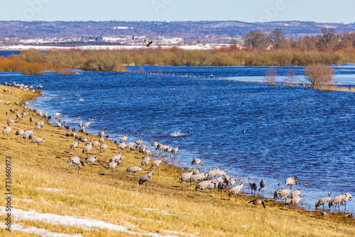 Flooded wetland with Cranes in springtime