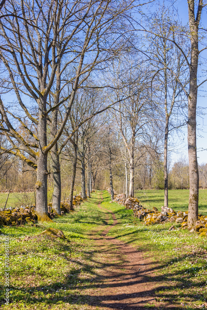 Tree lined hiking trail between stone walls and