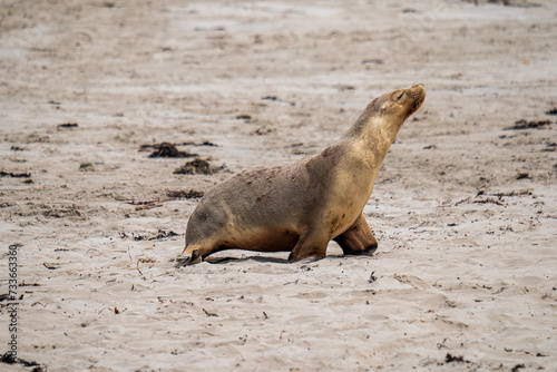 Australian fur seal at Seal Bay Conservation Park, Kangaroo Island