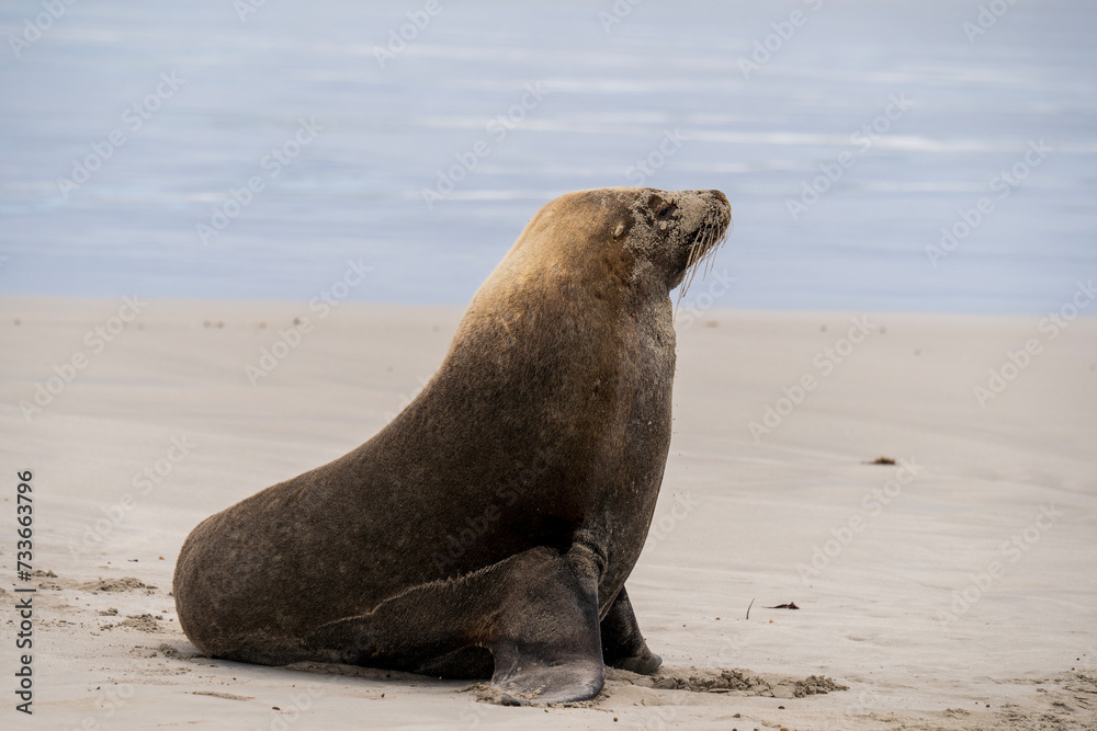 Obraz premium Australian fur seal at Seal Bay Conservation Park, Kangaroo Island