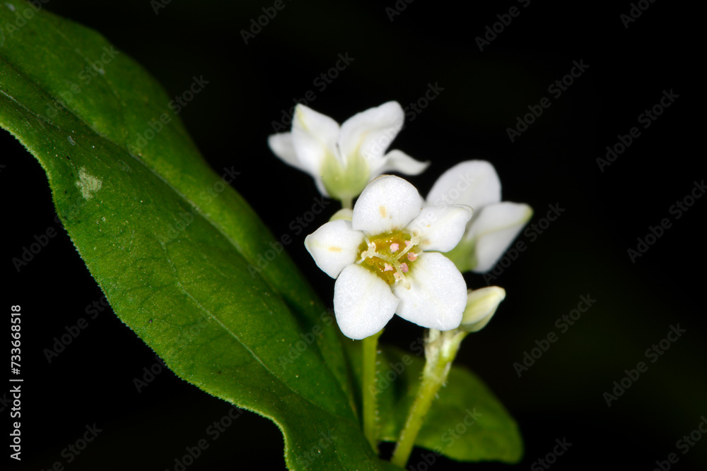 Buchweizen, Fagopyrum esculentum Buchweizen, Fagopyrum esculentum