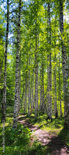 Birch forest. You can get lost among the thin tall trunks and wander for a long time through the green glades, looking at the uniqueness of these trees.