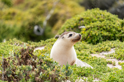 Картината върху платно Australian fur seal at Seal Bay Conservation Park, Kangaroo Island