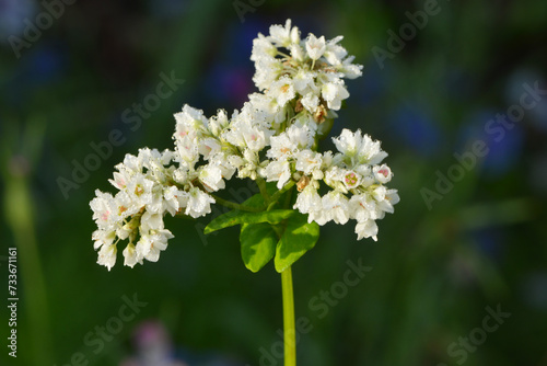 Buchweizen, Fagopyrum esculentum, Einzelblüte einer Buchweizenpflanze