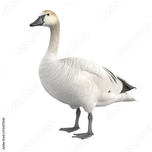 Goose PNG Cutout, Generative AI