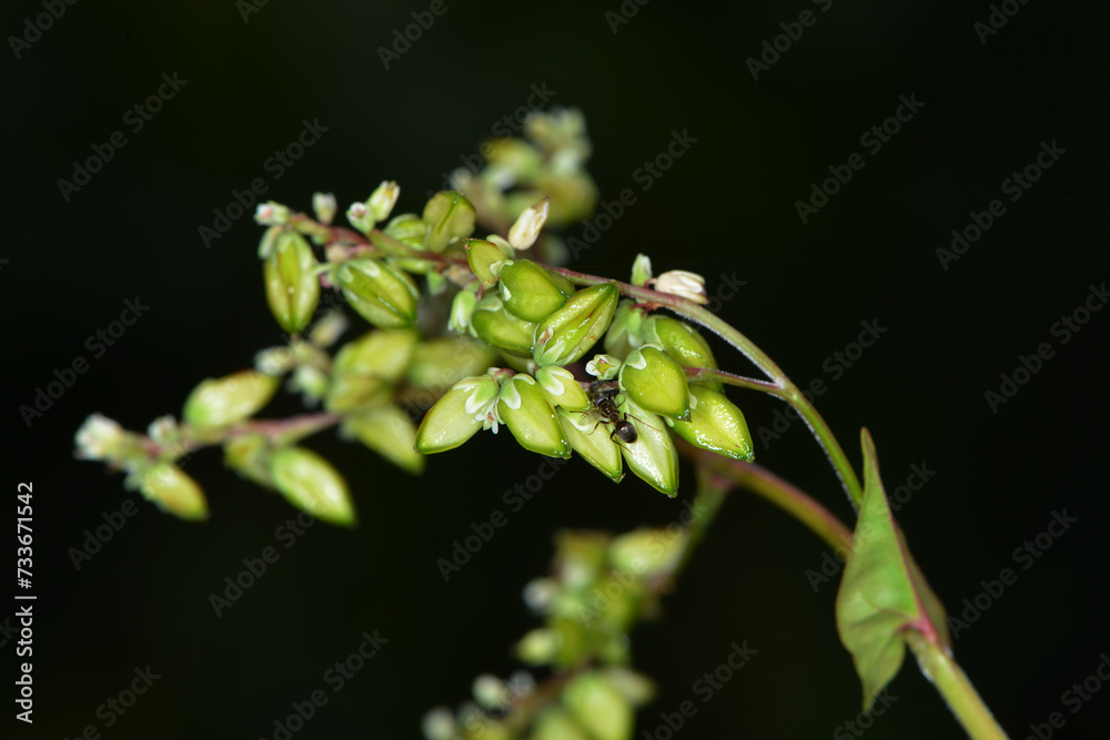 Buchweizen,  Fagopyrum esculentum,  Fruchttrieb