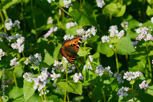 Buchweizen,  Fagopyrum esculentum, Blüte mit Falter photo