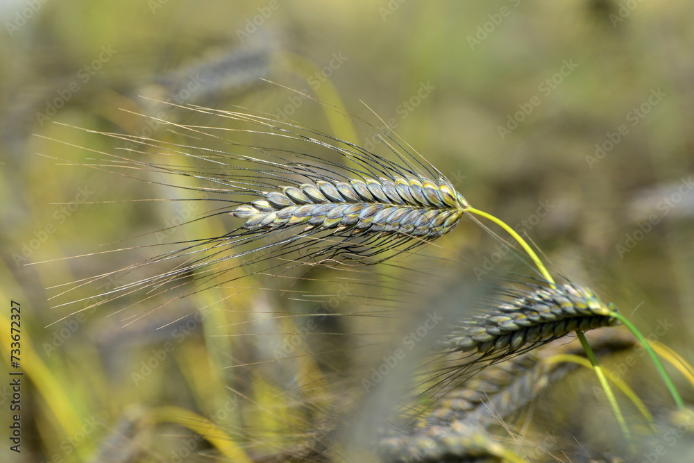 Emmer, Emmer Schwarz, Triticum dicoccon var. atratum, Urgetreide Durch ...