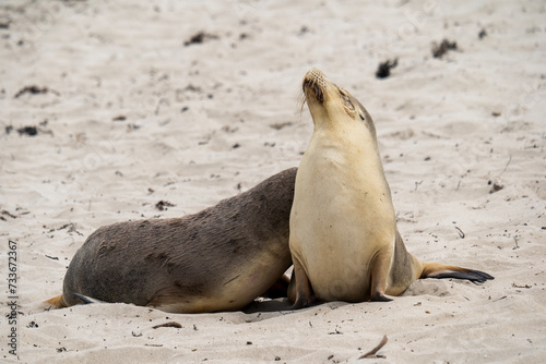 Australian fur seal at Seal Bay Conservation Park, Kangaroo Island