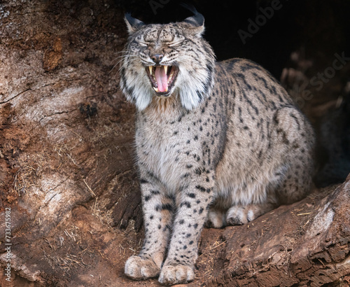 Iberian Lynx Yawning in a Natural Habitat Setting